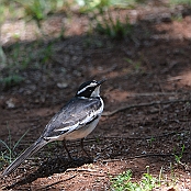 "African Pied Wagtail" Blyde River Canyon, South Africa
